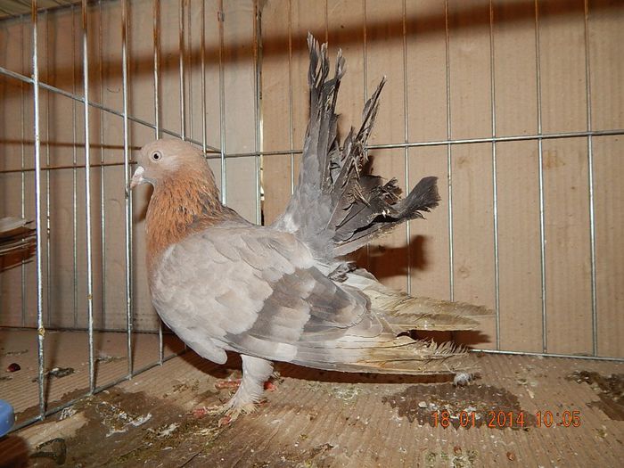 DSCN1783 - Timisoara Ian 2014