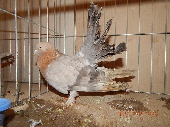 DSCN1784 - Timisoara Ian 2014