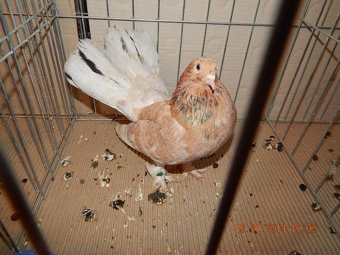 DSCN1786 - Timisoara Ian 2014