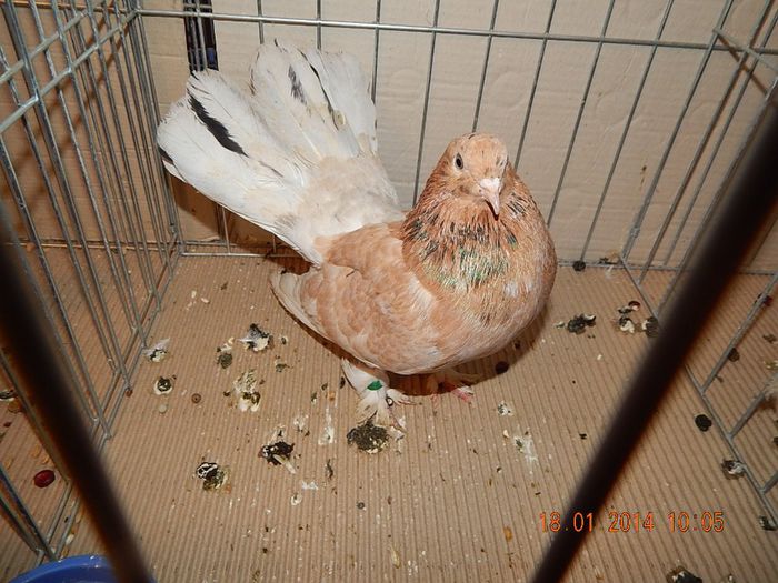 DSCN1787 - Timisoara Ian 2014