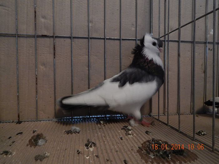 DSCN1789 - Timisoara Ian 2014