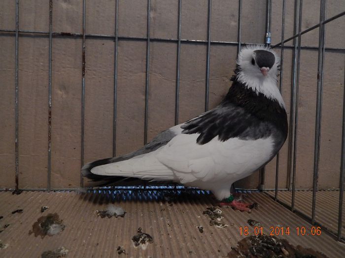 DSCN1791 - Timisoara Ian 2014