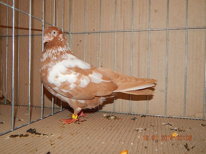 DSCN1793 - Timisoara Ian 2014