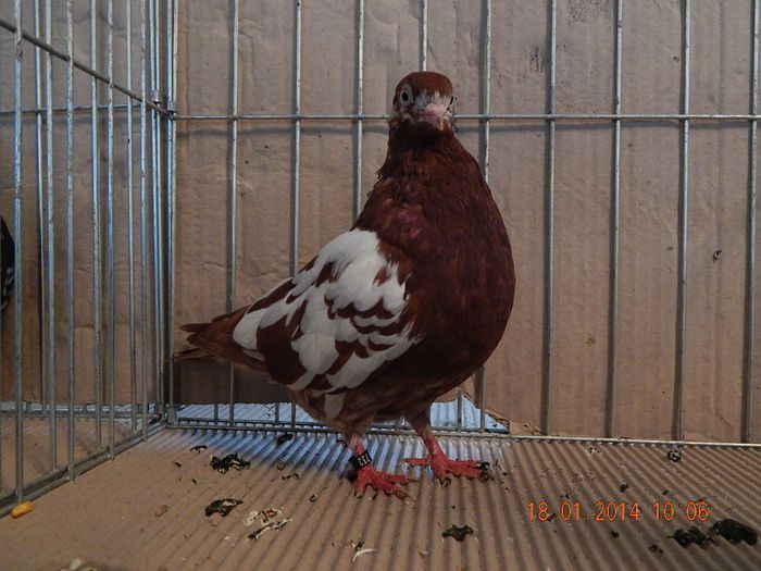 DSCN1795 - Timisoara Ian 2014