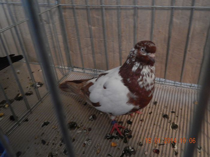 DSCN1796 - Timisoara Ian 2014