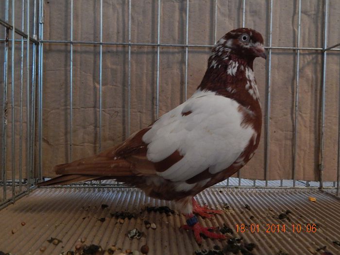 DSCN1797 - Timisoara Ian 2014