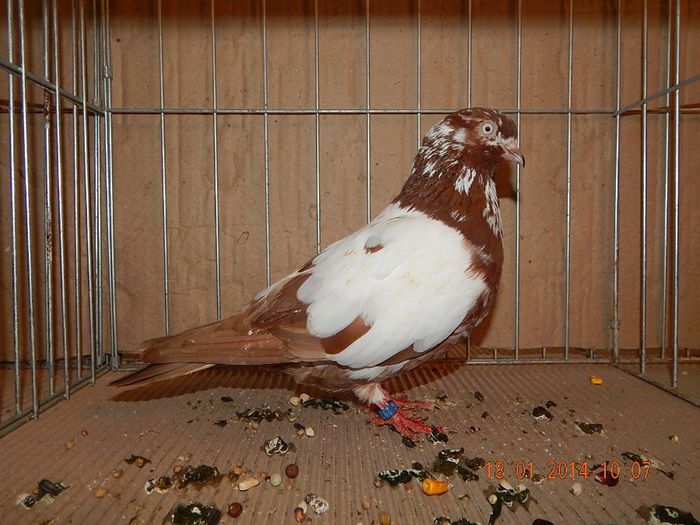 DSCN1798 - Timisoara Ian 2014