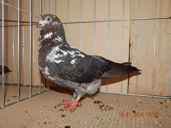 DSCN1800 - Timisoara Ian 2014