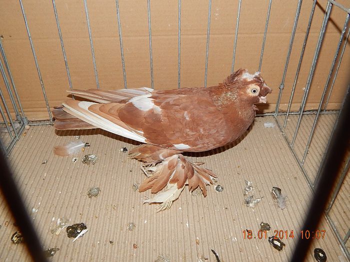 DSCN1802 - Timisoara Ian 2014