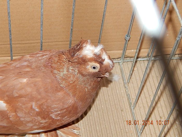 DSCN1803 - Timisoara Ian 2014