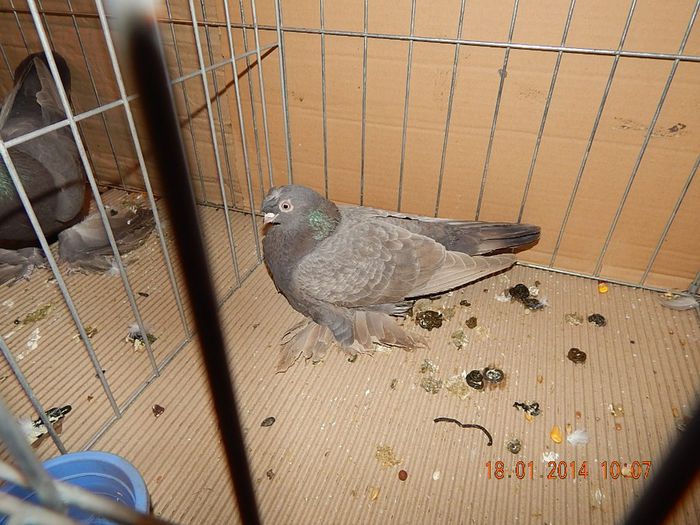 DSCN1804 - Timisoara Ian 2014