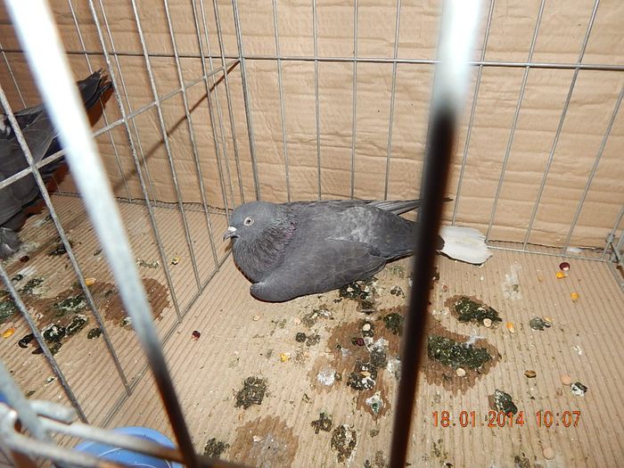 DSCN1805 - Timisoara Ian 2014