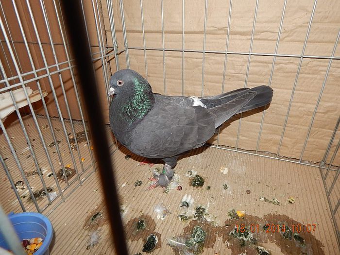 DSCN1806 - Timisoara Ian 2014