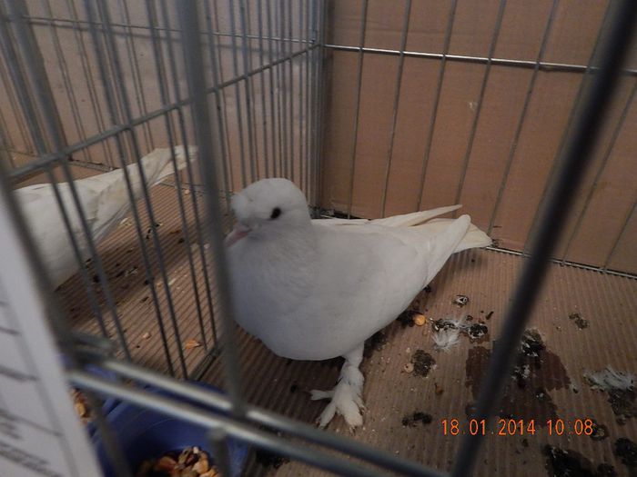 DSCN1807 - Timisoara Ian 2014