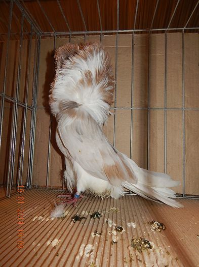 DSCN1809 - Timisoara Ian 2014