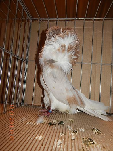 DSCN1810 - Timisoara Ian 2014