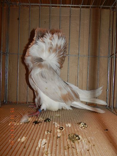 DSCN1811 - Timisoara Ian 2014