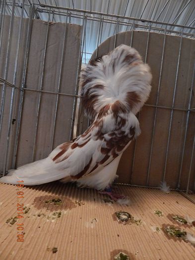 DSCN1812 - Timisoara Ian 2014