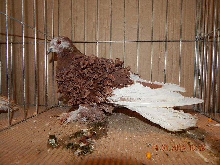 DSCN1813 - Timisoara Ian 2014