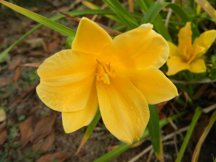 Hemerocallis Stella de Oro (2013, Nov.03)