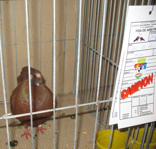 A25 - Expozitia Asociatiei Fauna Banatului    Timisoara 2014