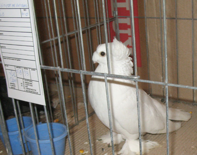 A32 - Expozitia Asociatiei Fauna Banatului    Timisoara 2014