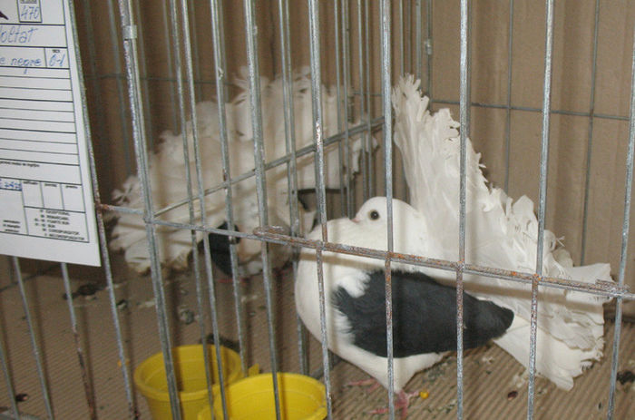 A33 - Expozitia Asociatiei Fauna Banatului    Timisoara 2014