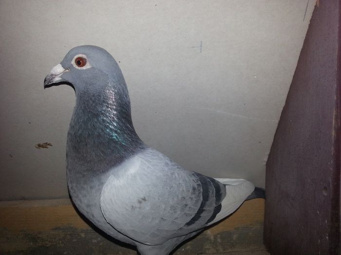 Messi; Norma viteza, norma general 2013,loc 18 judet viteza palmares 2 ani 2013!
