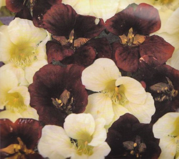 Condurasi -tropaeolum-minus-night-and-day - De vanzare seminte -legume-mirodenii-flori-arbori