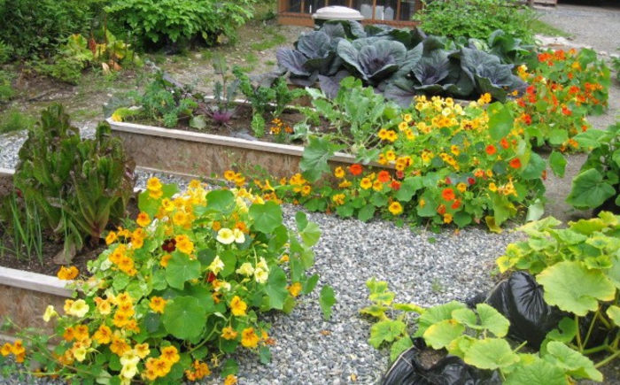 Condurasi Tom Pouce - De vanzare seminte -legume-mirodenii-flori-arbori