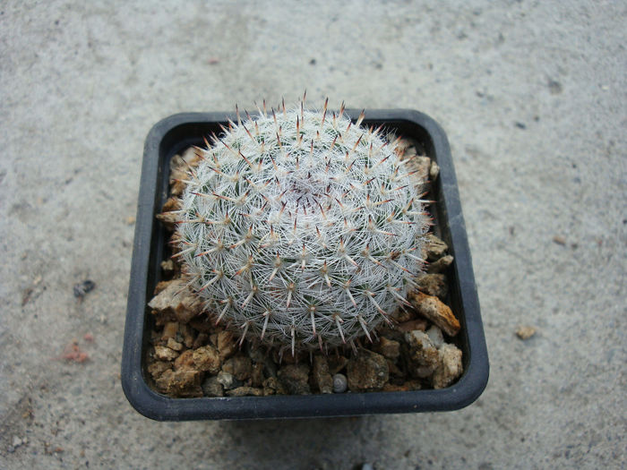 Mammillaria albata      Repp. 1989 - Genul Mammillaria fila 1