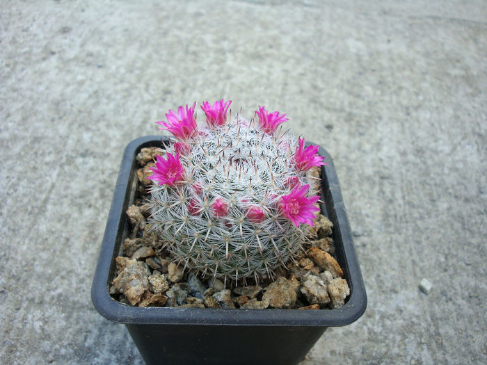 Mammillaria albata    Repp. 1989