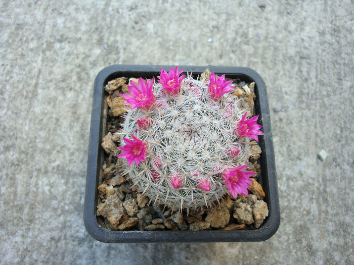 Mammillaria albata   Repp. 1989 - Genul Mammillaria fila 1