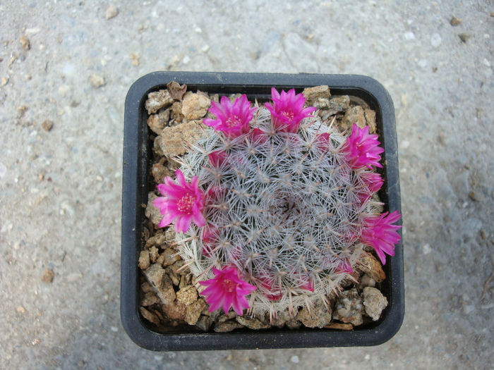 Mammillaria albata  Repp. 1989