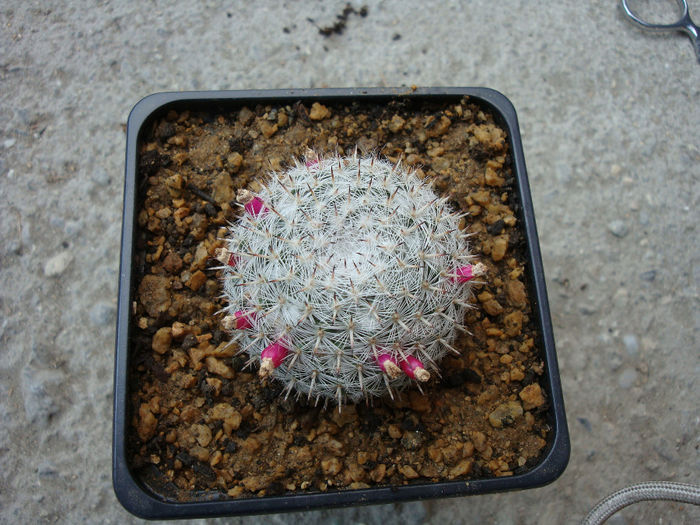 Mammillaria albata Repp. 1989