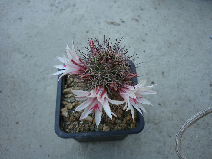 Mammillaria albicans subsp. fraileana      (Britton & Rose) D.R.Hunt 1997