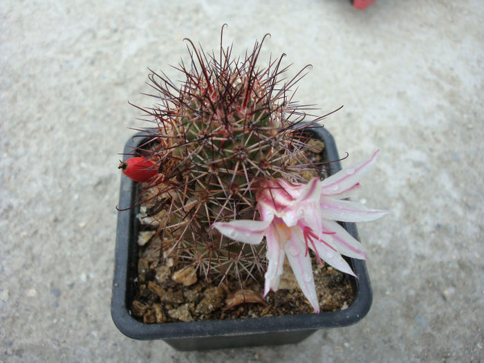 Mammillaria albicans subsp. fraileana     (Britton & Rose) D.R.Hunt 1997 - Genul Mammillaria fila 1