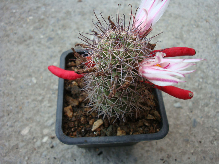 Mammillaria albicans subsp. fraileana   (Britton & Rose) D.R.Hunt 1997