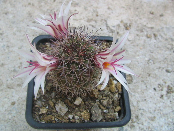 Mammillaria albicans subsp. fraileana (Britton & Rose) D.R.Hunt 1997