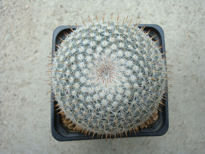Mammillaria albicoma     Boed. 1929 - Genul Mammillaria fila 1