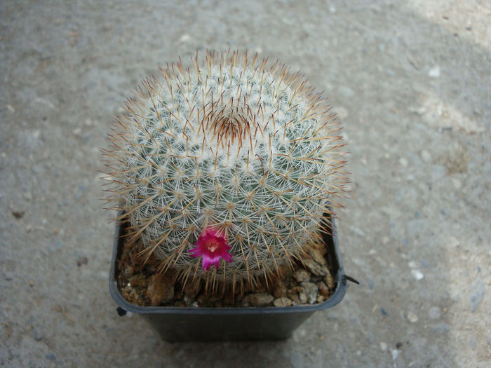 Mammillaria albicoma    Boed. 1929 - Genul Mammillaria fila 1