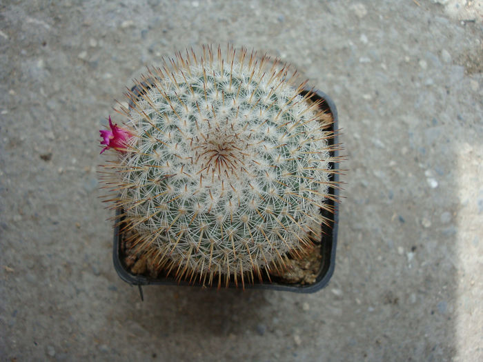 Mammillaria albicoma   Boed. 1929 - Genul Mammillaria fila 1