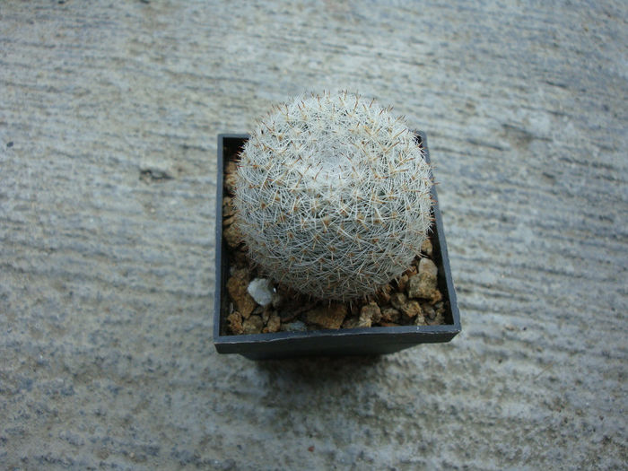 Mammillaria albidula     Backeb.1961