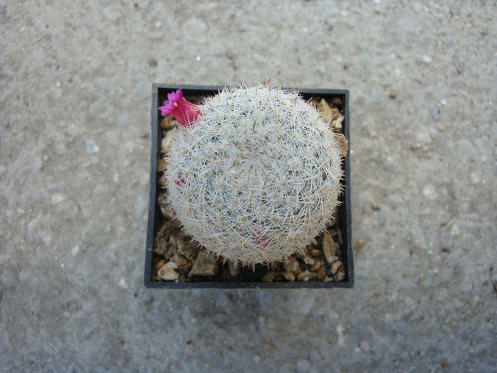 Mammillaria albidula    Backeb.1961 - Genul Mammillaria fila 1