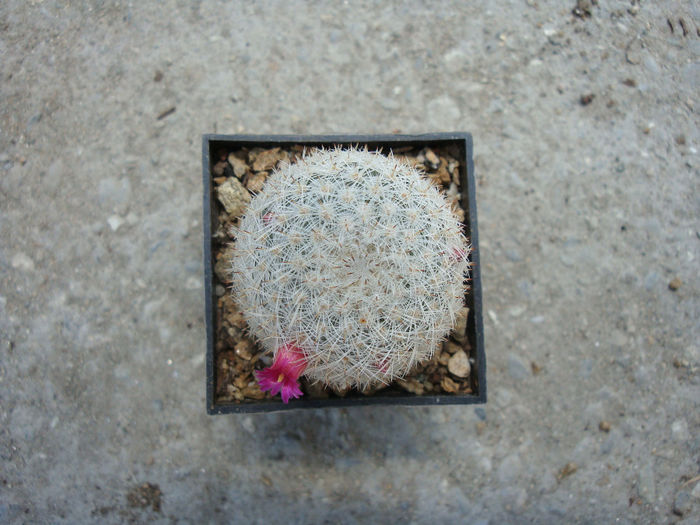 Mammillaria albidula   Backeb.1961