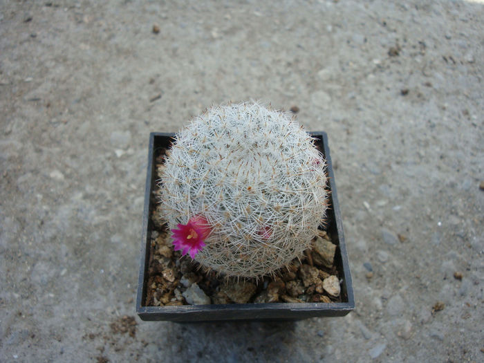 Mammillaria albidula  Backeb.1961 - Genul Mammillaria fila 1
