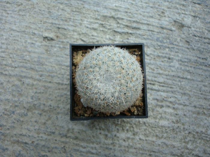 Mammillaria albidula Backeb.1961 - Genul Mammillaria fila 1