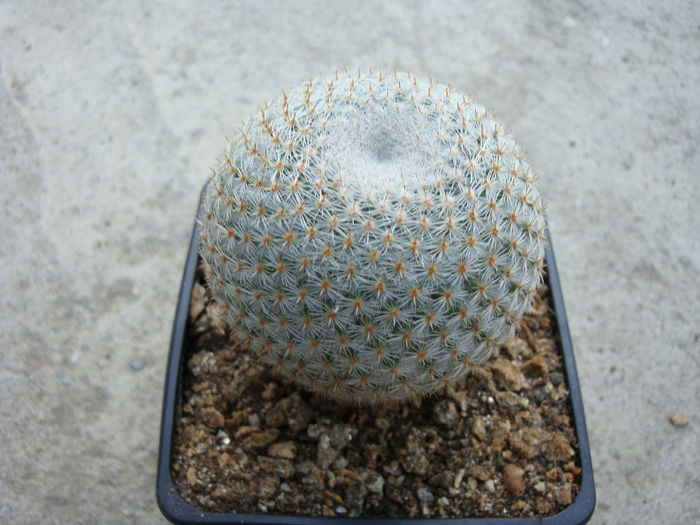 Mammillaria albilanata  Backeb. 1939 - Genul Mammillaria fila 1