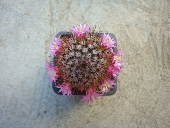 Mammillaria angelensis R.T. Craig bis 1945
