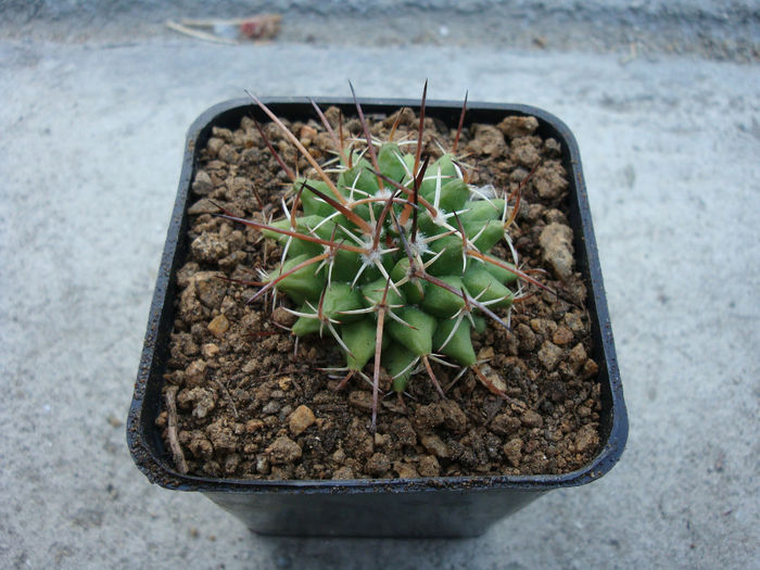 Mammillaria angularis  G.K. Link & Otto 1837